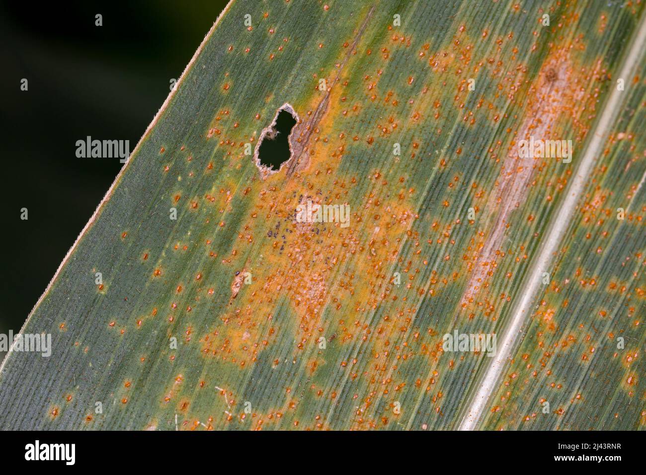 Orange corn rust fungus on leaf of cornstalk. Fungus control, plant disease and yield loss concept. Stock Photo