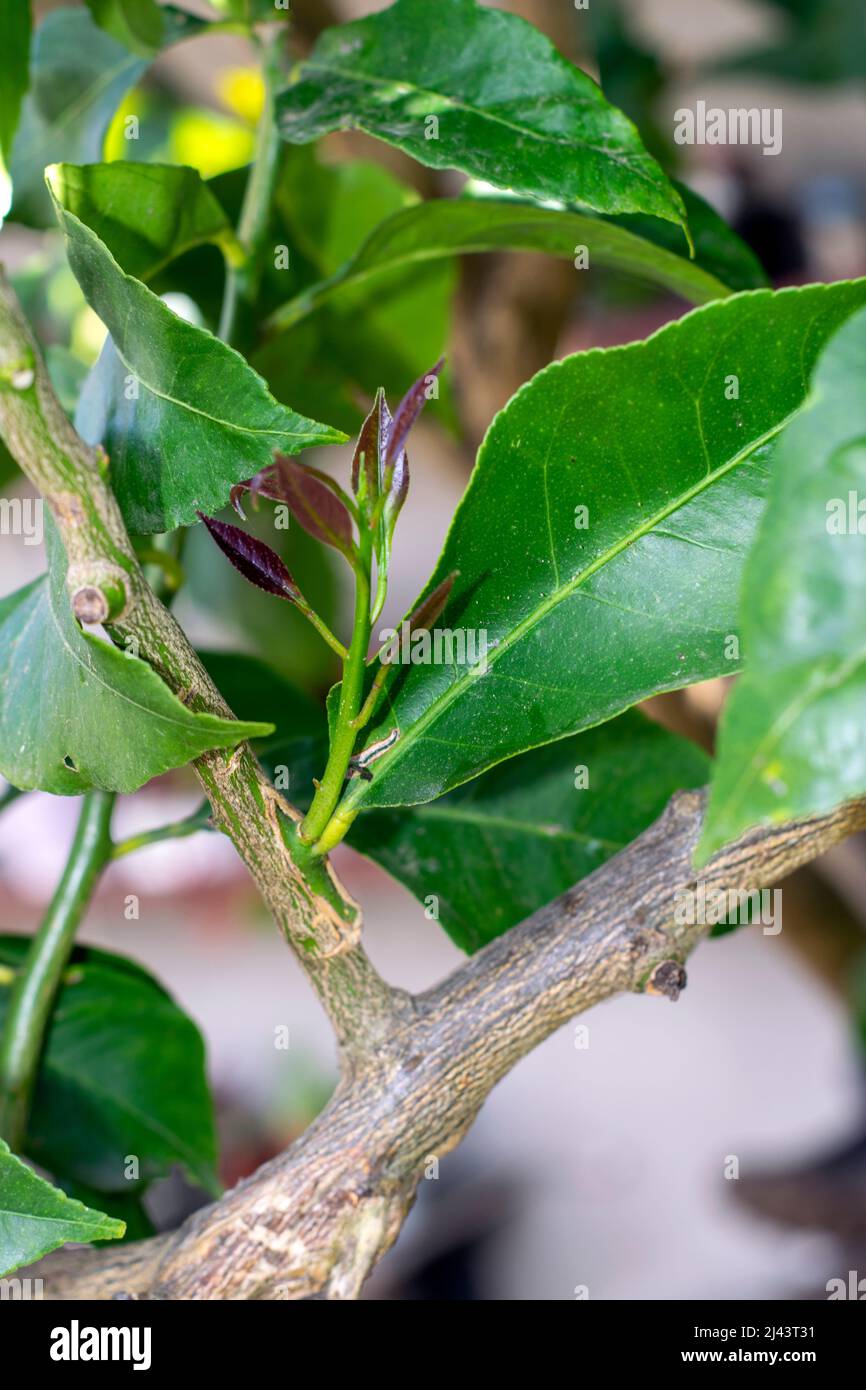 Grafting on lemon tree, development of a new graft of lemon tree with a different type of fruit