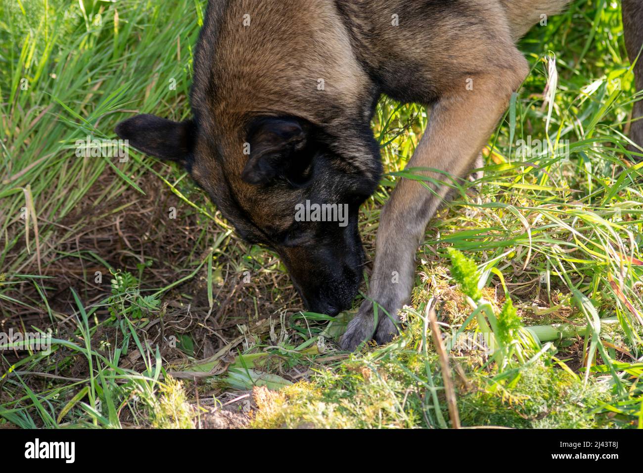 Belgian shepherd Malinois dog sniffing the ground, searching. Search and rescue dogs.Dogs outside training and playing hidden objects games. Stock Photo