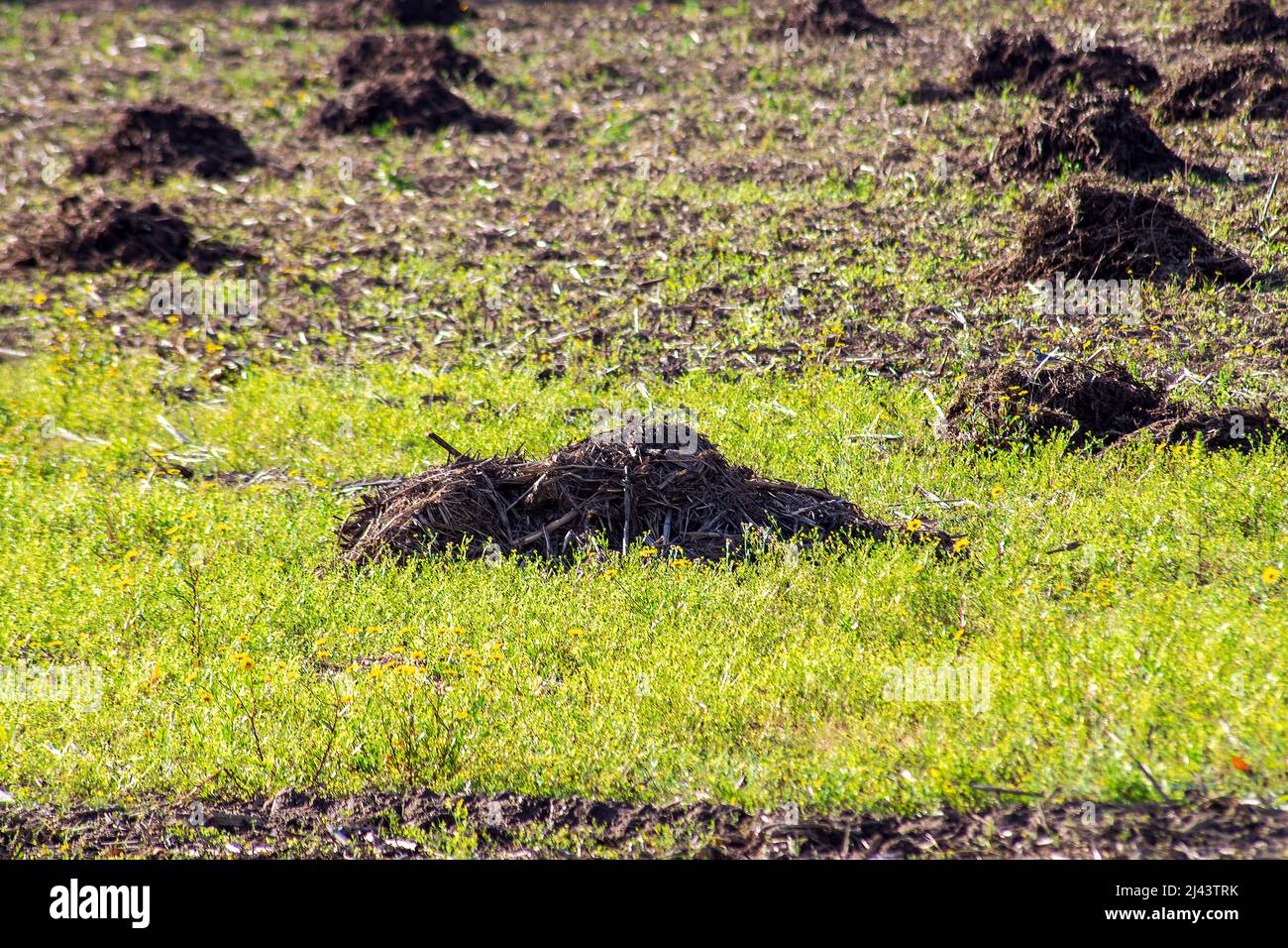 Organic manure for agriculture, fertilizing land with cow manure Stock