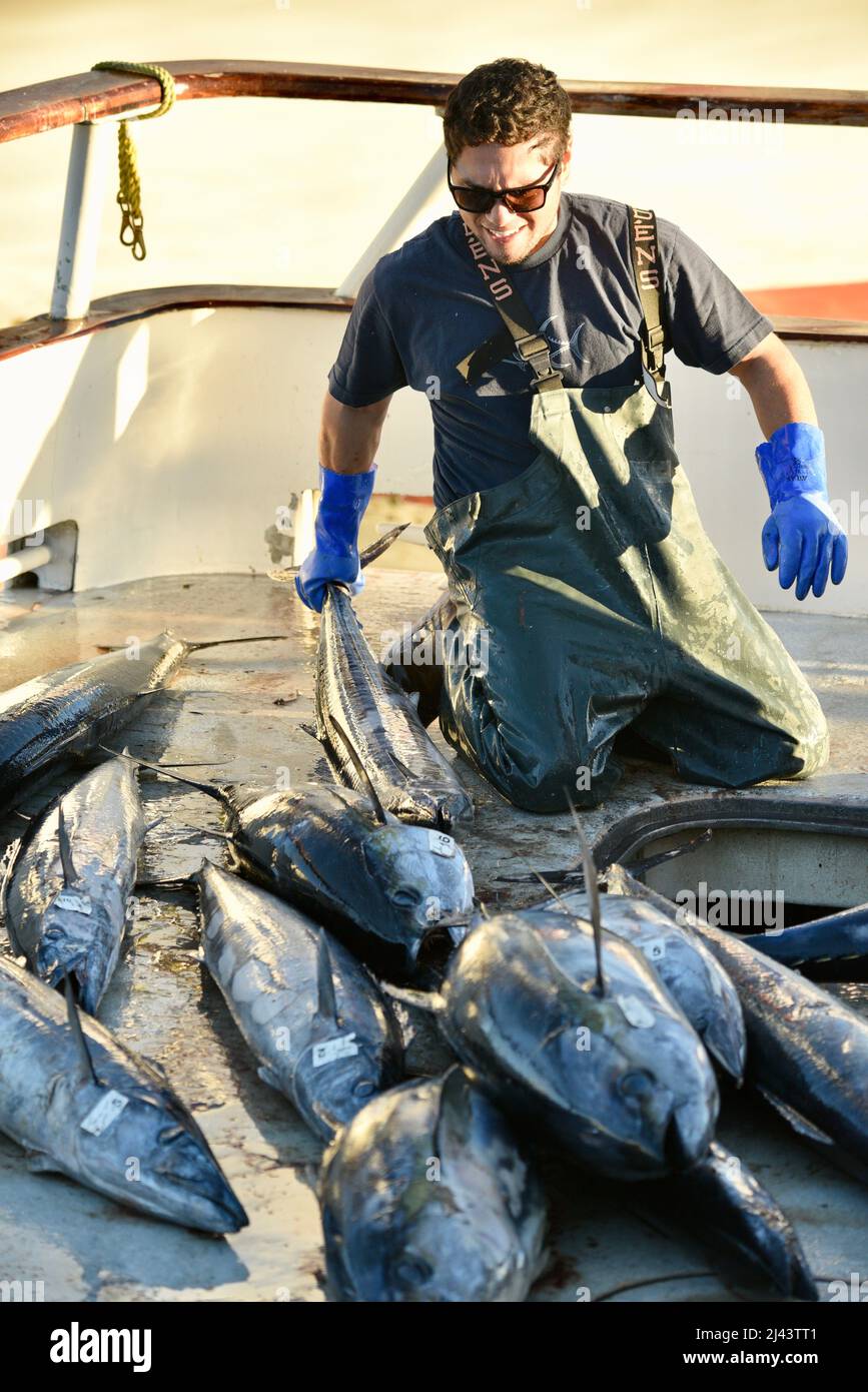 Hard-working fisherman lifting and moving tuna fish, wearing pant