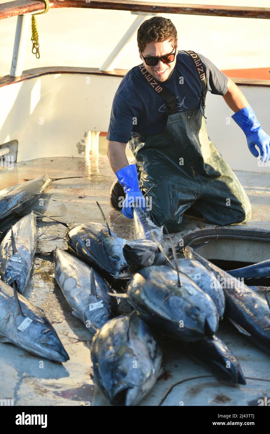 Hardworking fisherman lifting and moving tuna fish, wearing pant