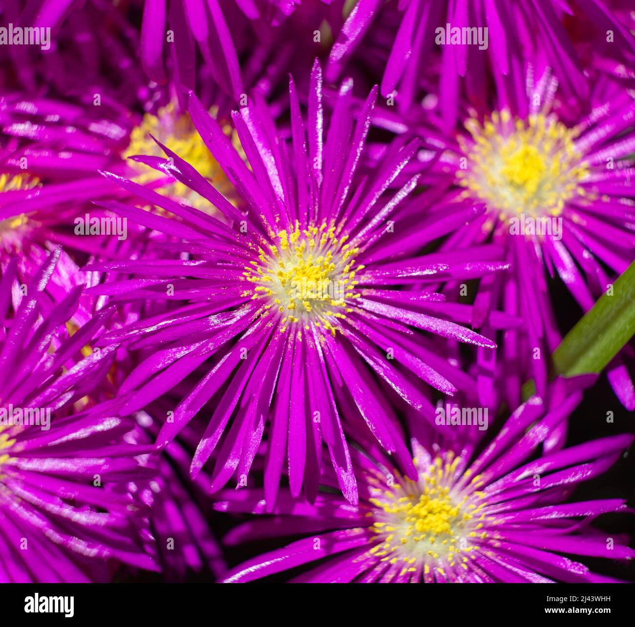Macro Photo Of Hardy Ice Plant Flowers Stock Photo Alamy Macro Photo Of Hardy Ice Plant Flowers Stock Photo Alamy
