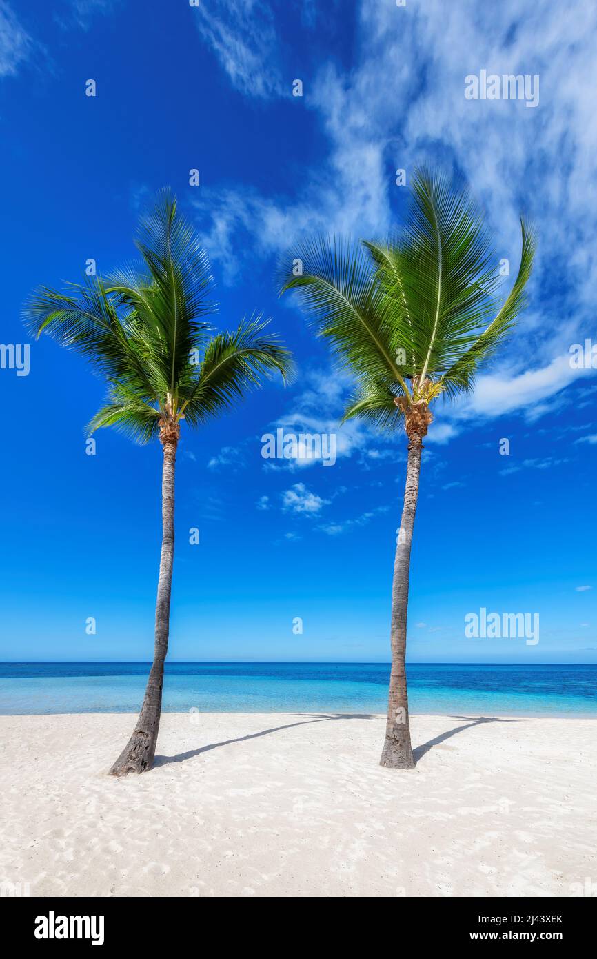 Beach and palms. Palm trees in tropical beach Stock Photo