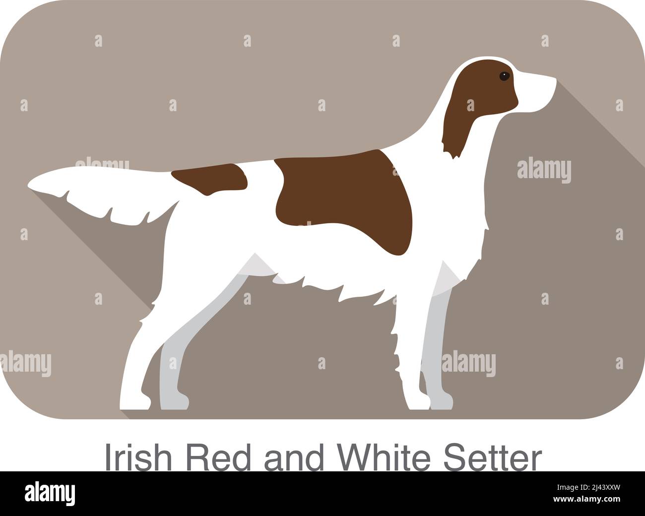 what do irish red and white setter eat