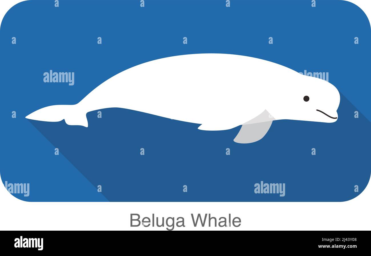 Beluga whale swimming in the water, flat icon, vector illustration Stock Vector
