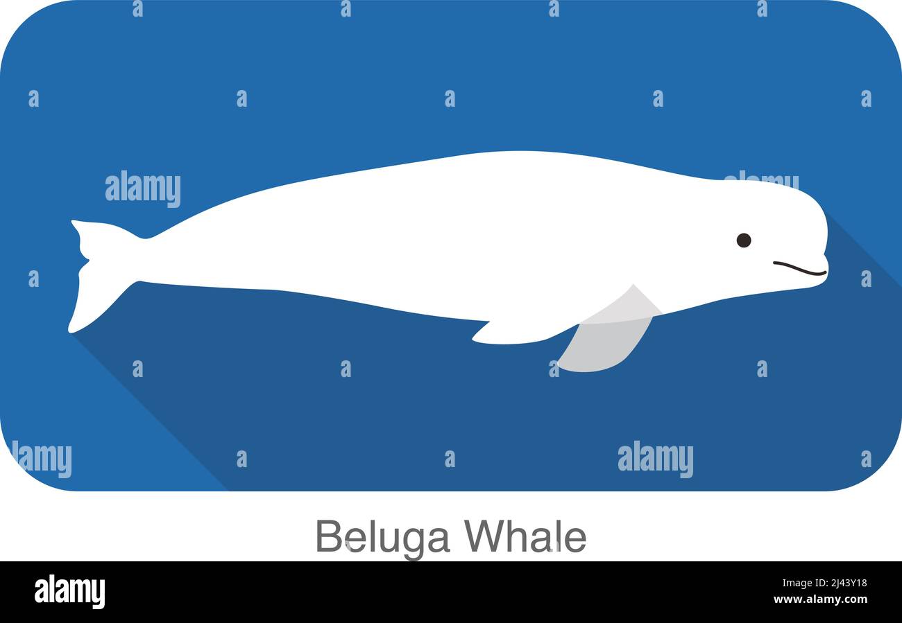 Beluga whale swimming in the water, flat icon, vector illustration Stock Vector