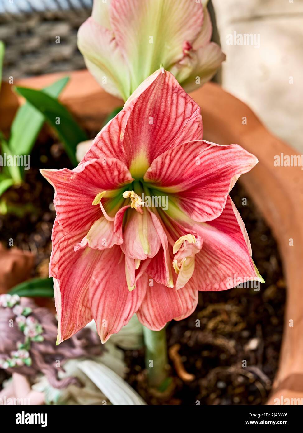 Pink Lilium longiflorum or Easter lily in bloom or blooming flower. Stock Photo