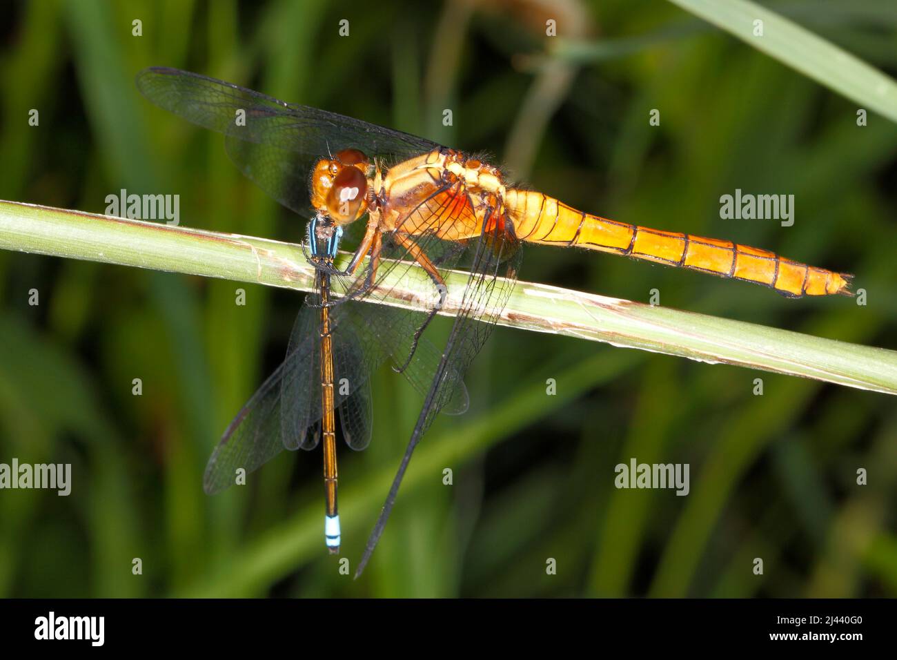 Fiery Skimmer Dragonfly, Orthetrum villosovittatum. Female. Eating prey of a male Common Bluetail Damselfly, Ischnura heterosticta. Coffs Harbour, NSW Stock Photo