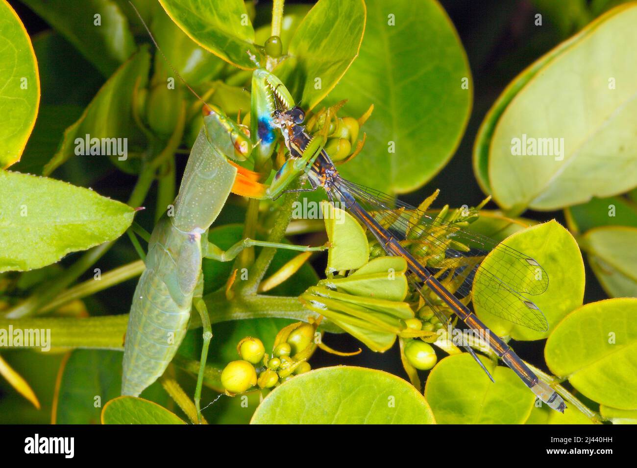 Praying Mantis. Garden Mantid, Orthodera ministralis. Also known as Garden Praying Mantid, Australian Green Mantis, Green Garden Mantis and Green Mant Stock Photo