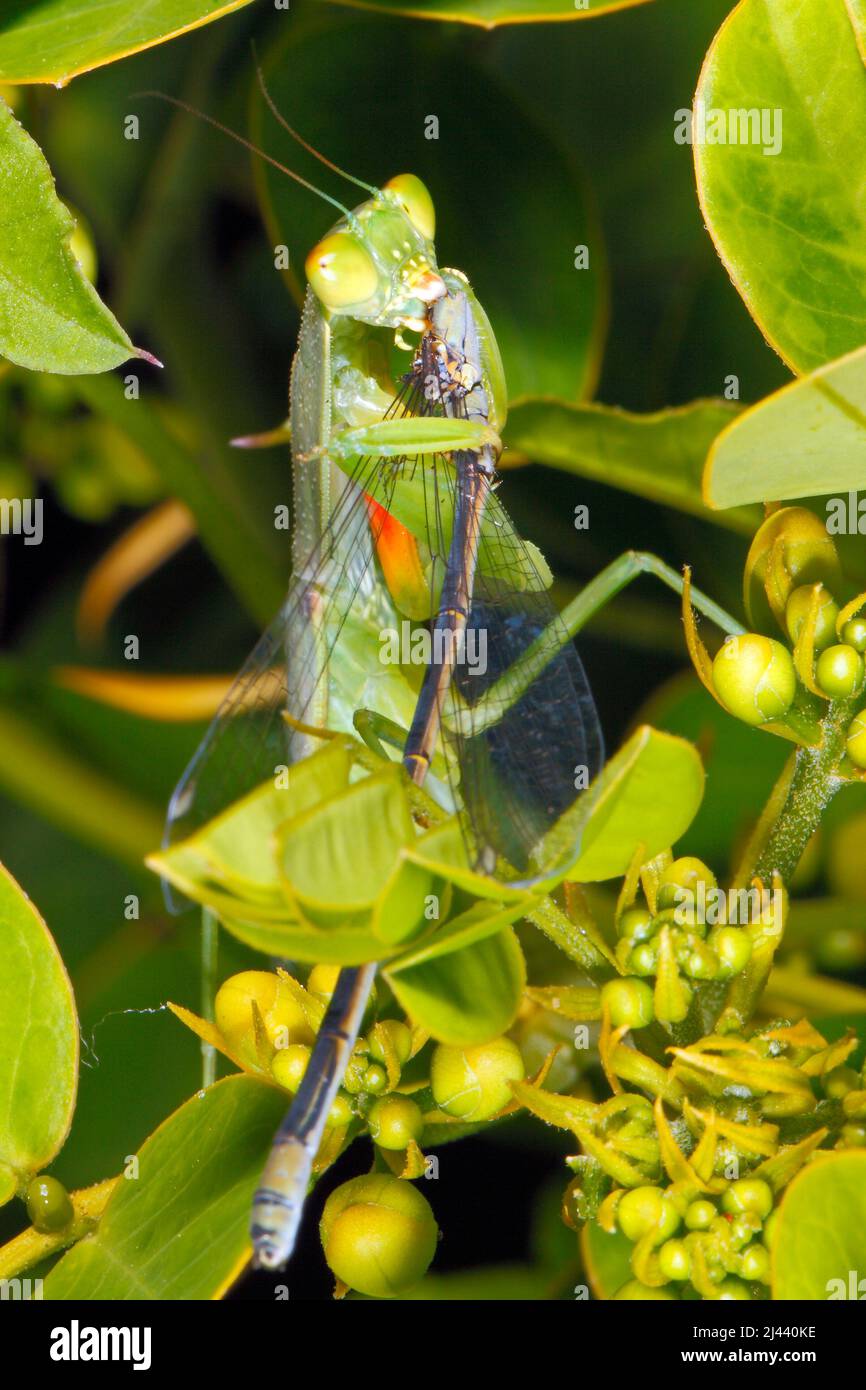 Praying Mantis. Garden Mantid, Orthodera ministralis. Also known as Garden Praying Mantid, Australian Green Mantis, Green Garden Mantis and Green Mant Stock Photo