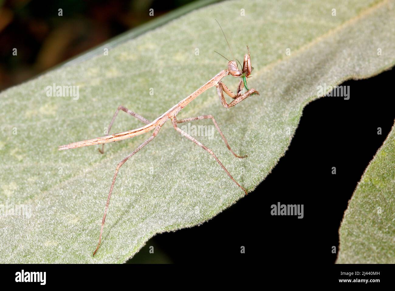 Mantis beach hopper sale