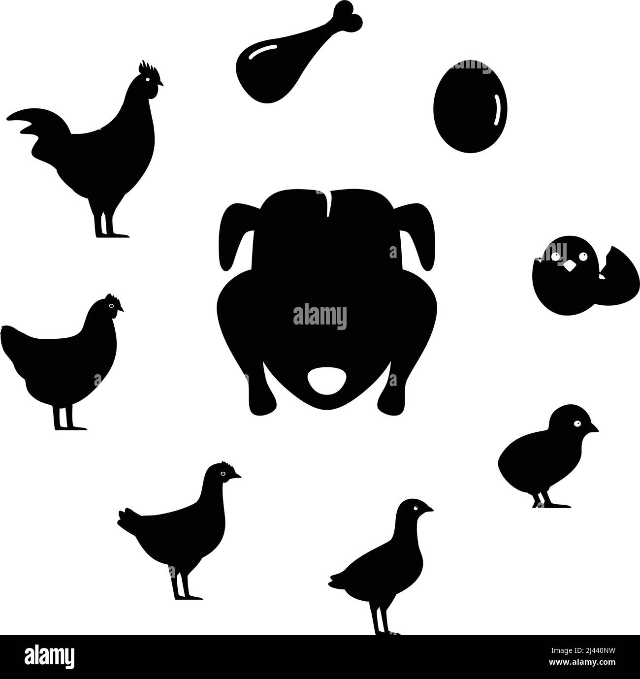 The life of a chicken, different ages of chicken, vector illustration