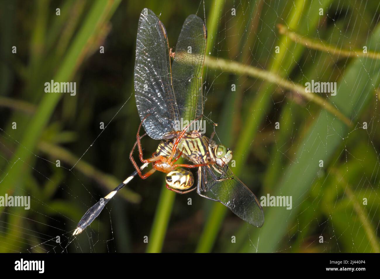 Leaf Curling Spider, Phonognatha graeffei, in web and eating prey of Slender Skimmer Dragonfly, Orthetrum sabina. Coffs Harbour, NSW, Australia Stock Photo