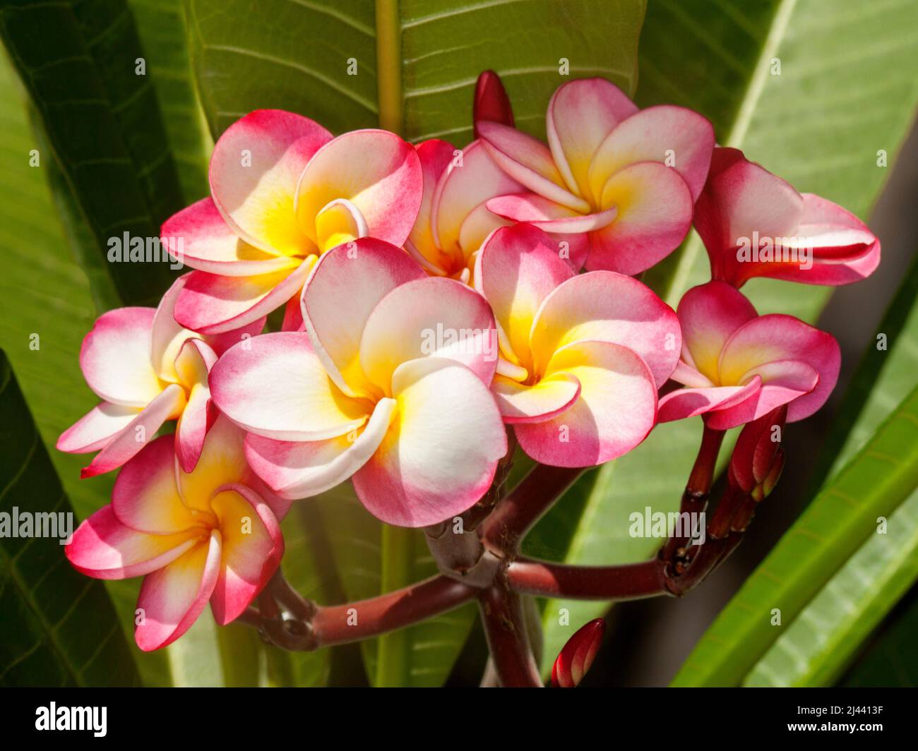 Cluster of spectacular, unusual vivid red, white and yellow perfumed Frangipani flowers, Plumeria rubra 'Danai Delight', on background of green leaves Stock Photo