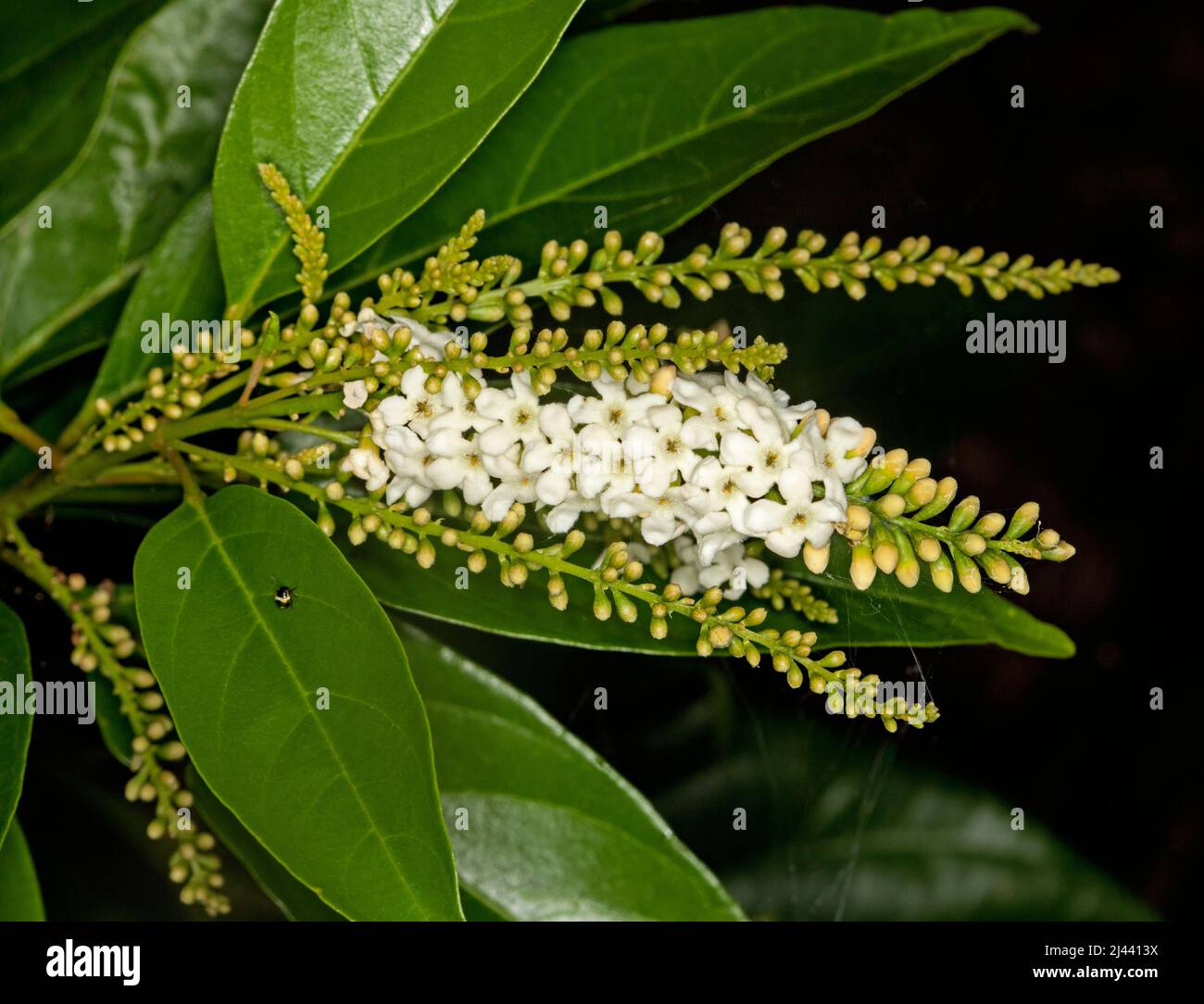 Flowers of Fiddlewood tree, Citharexylum spinosum Stock Photo