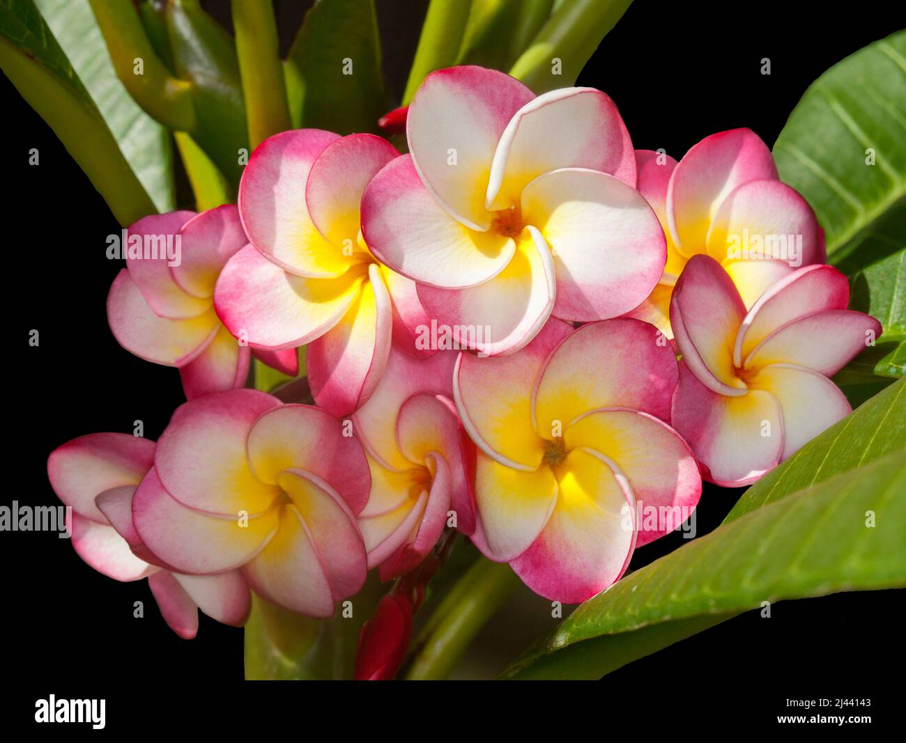 Cluster of spectacular, unusual vivid red, white and yellow perfumed Frangipani flowers, Plumeria rubra 'Danai Delight', on background of green leaves Stock Photo