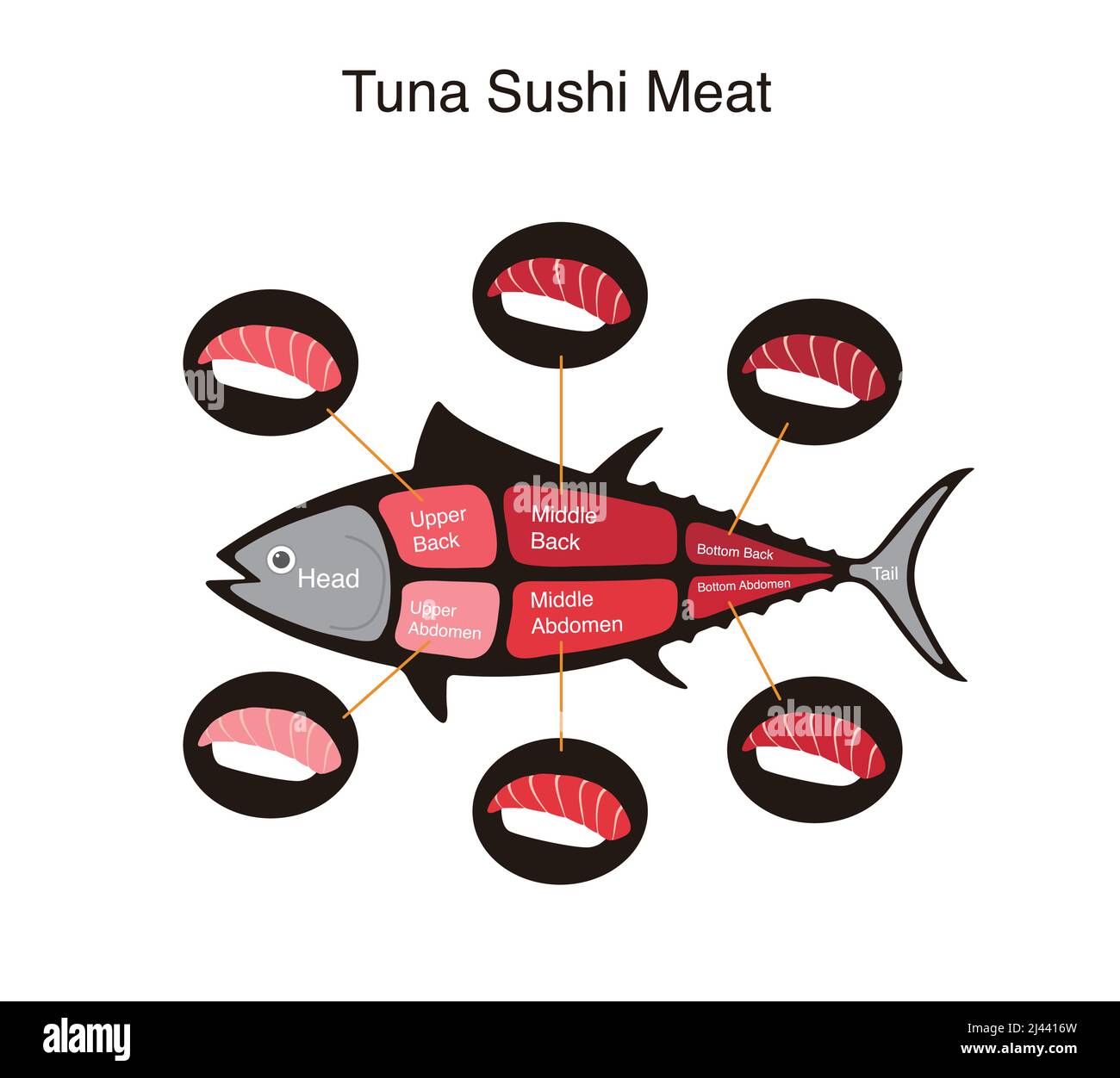 Tuna fish cuts diagram, vector illustration Stock Vector