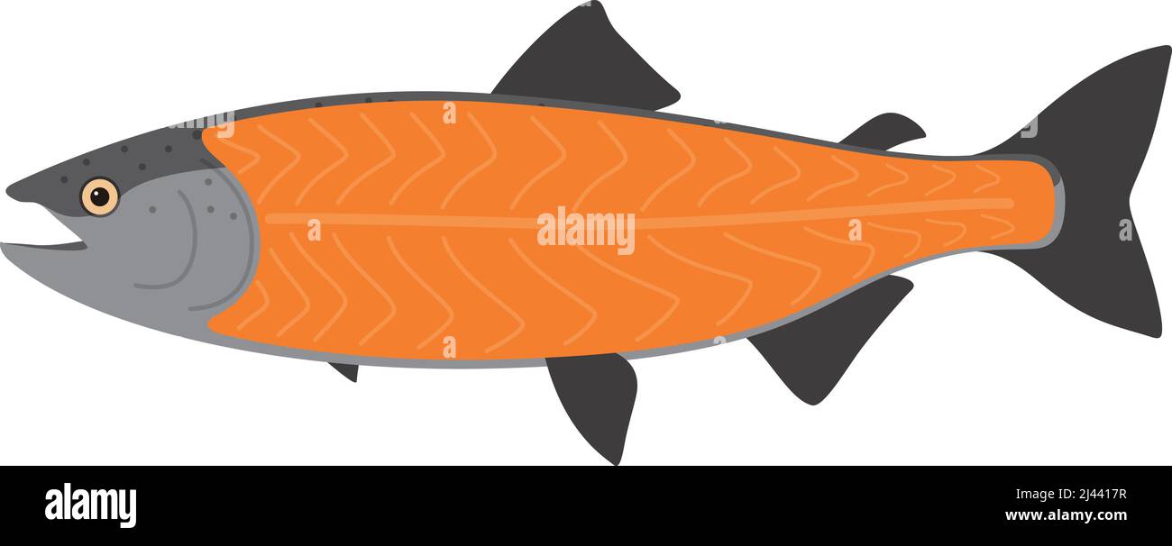 Salmon meat, seafood raw part, vector illustration Stock Vector