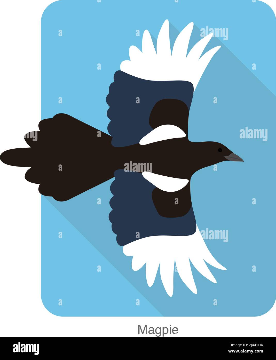 Magpie bird flying in the sky, vector illustration Stock Vector