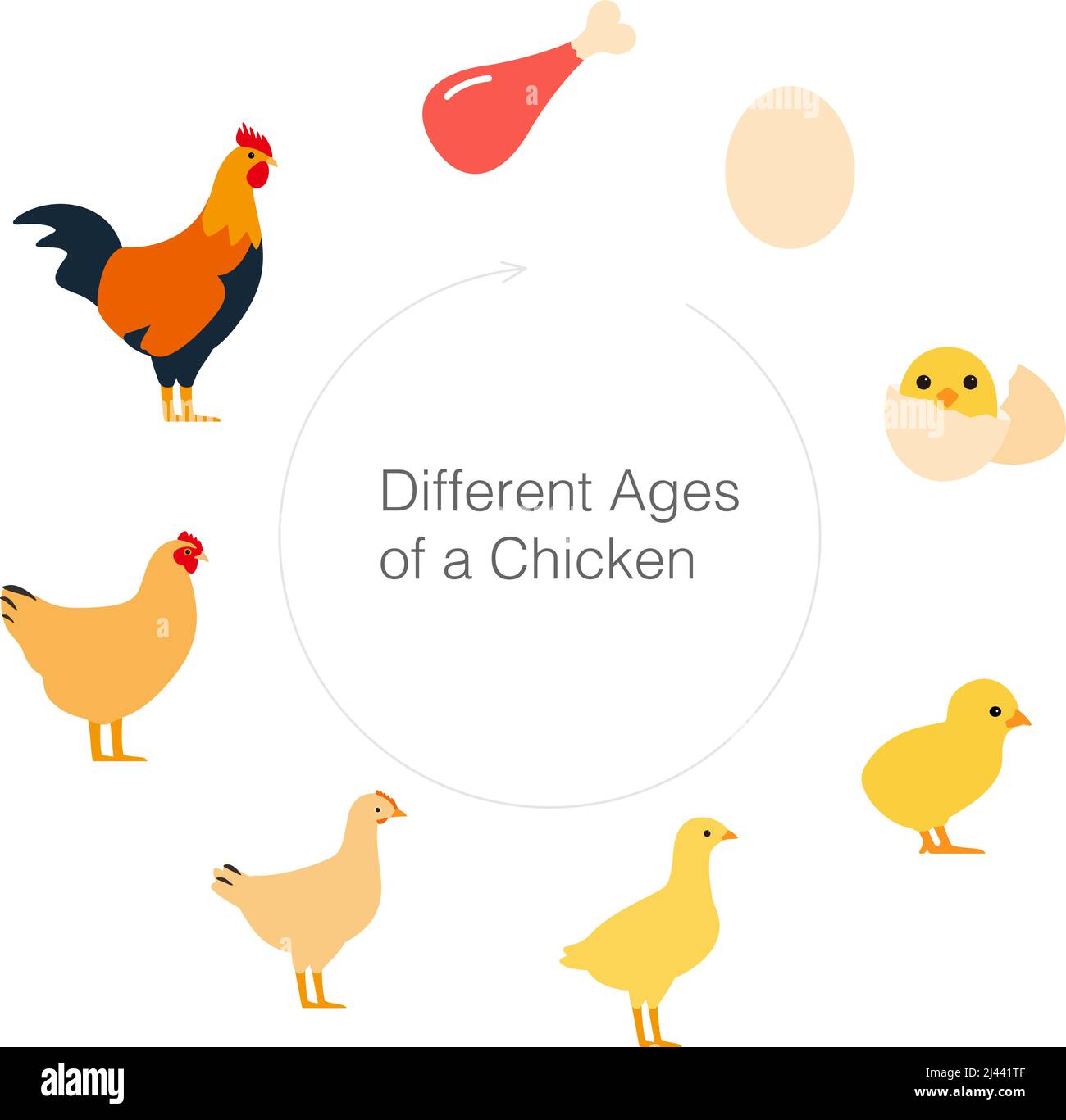The life of a chicken, different ages of chicken, vector illustration