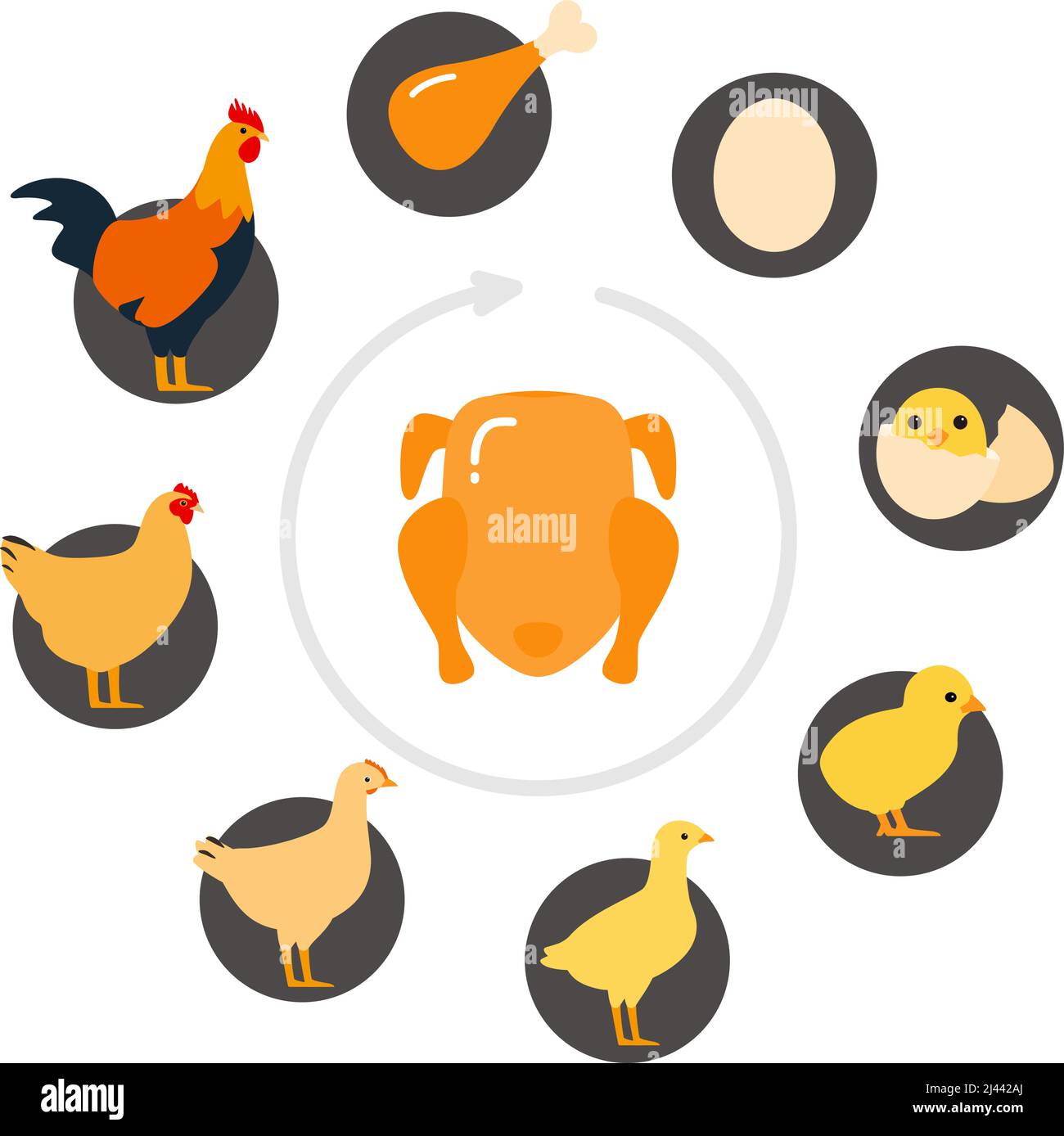 The life of a chicken, different ages of chicken, vector illustration