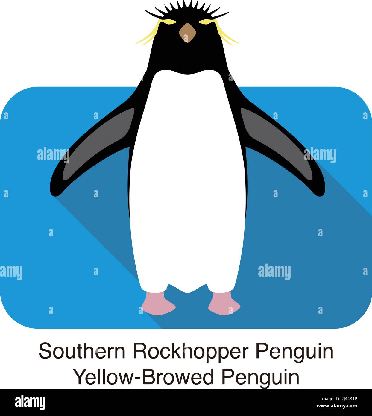 Southern rockhopper penguin standing on the ground Stock Vector Image