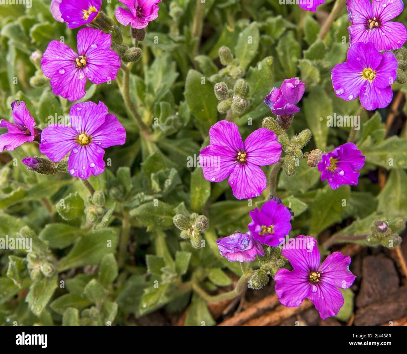 Small purple flowers blossoming in the spring sunshine Stock Photo