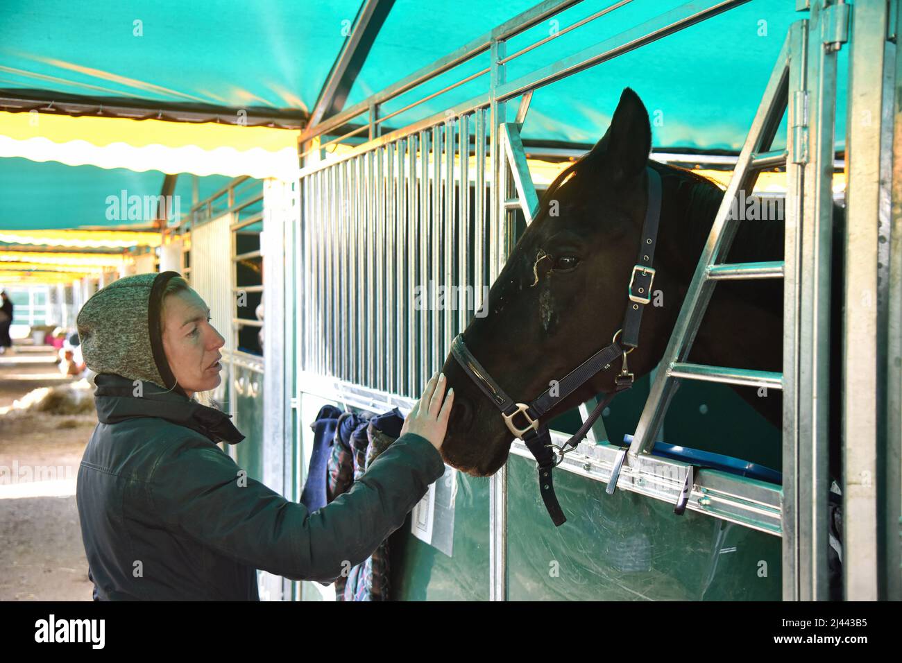 Wounded horse hires stock photography and images Alamy