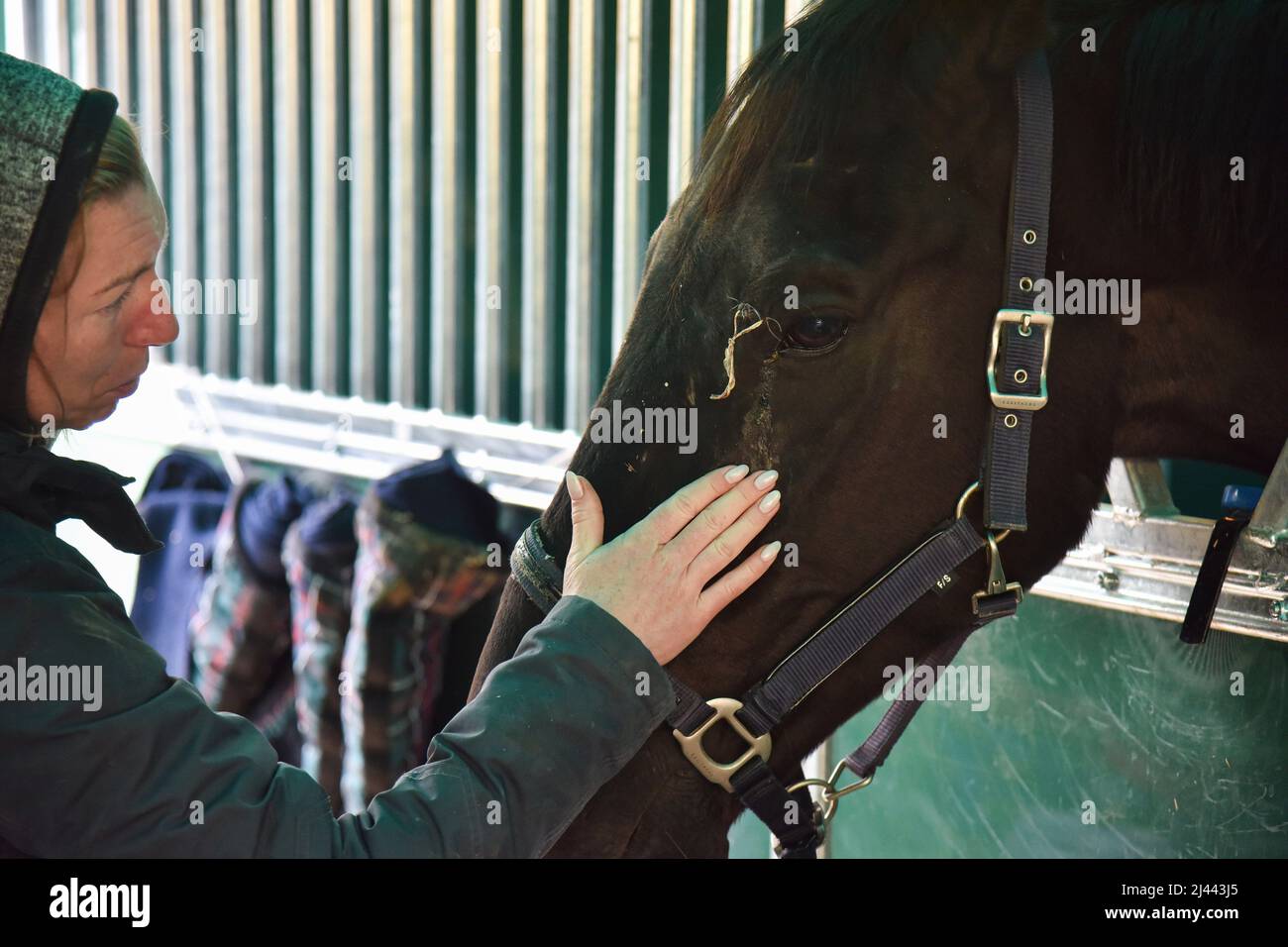 Wounded horse hires stock photography and images Alamy