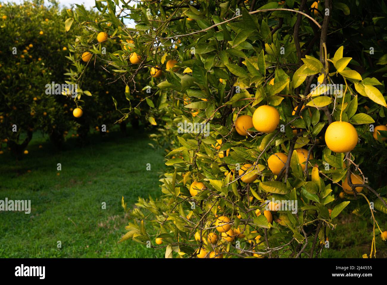 Oranges on a tree in an orchard stock photo alamy