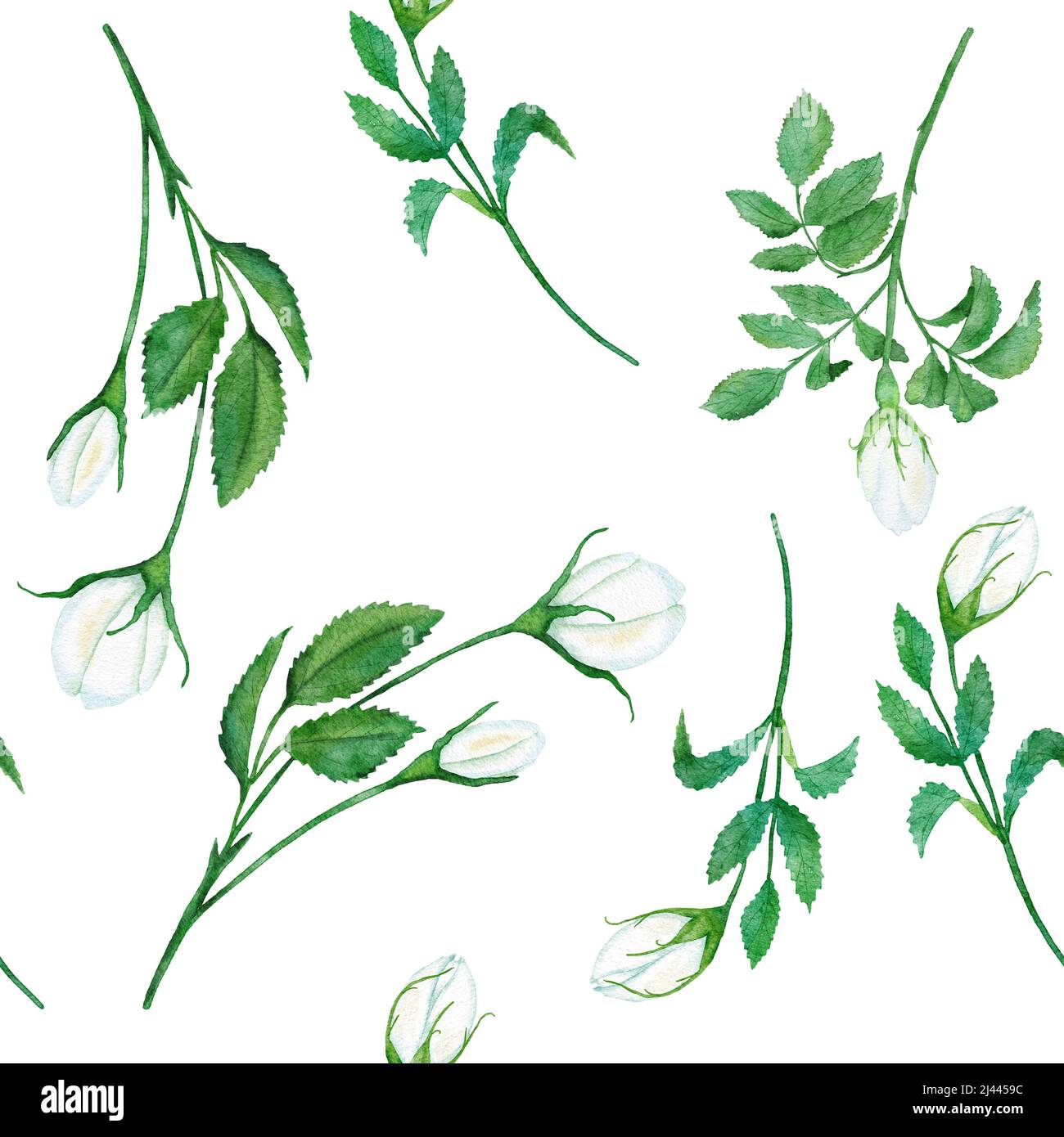 Watercolor hand drawn seamless pattern with floral wild rose flowers ...