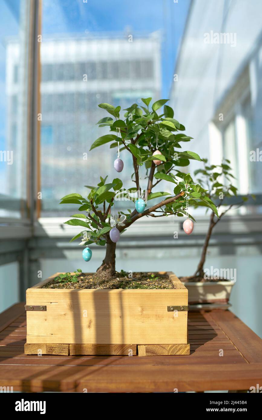 Bonsai decorated with Easter eggs on a table on the balcony Stock Photo