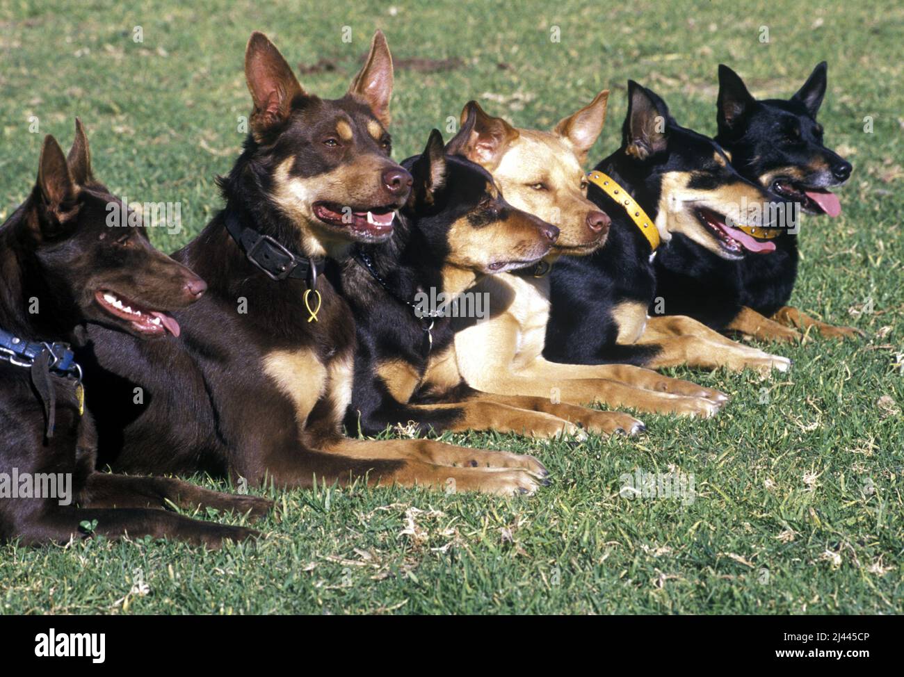 Australian kelpie dogs on show Stock Photo Alamy