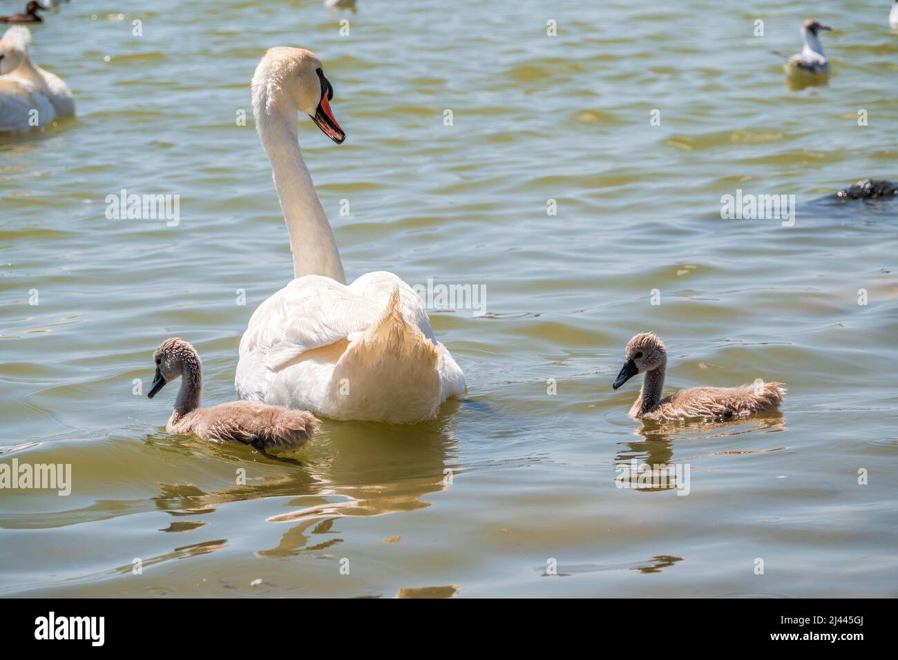 A female mute swan, Cygnus olor, swimming on a lake with its new born