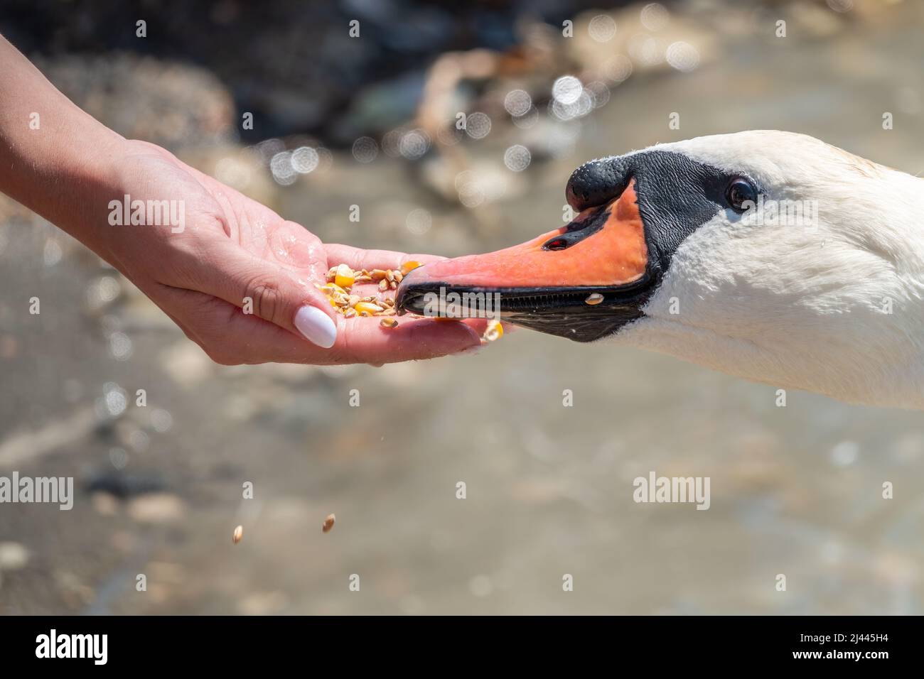 Girl feeding a mute swan in a lake from hand. Mute swan near the lake