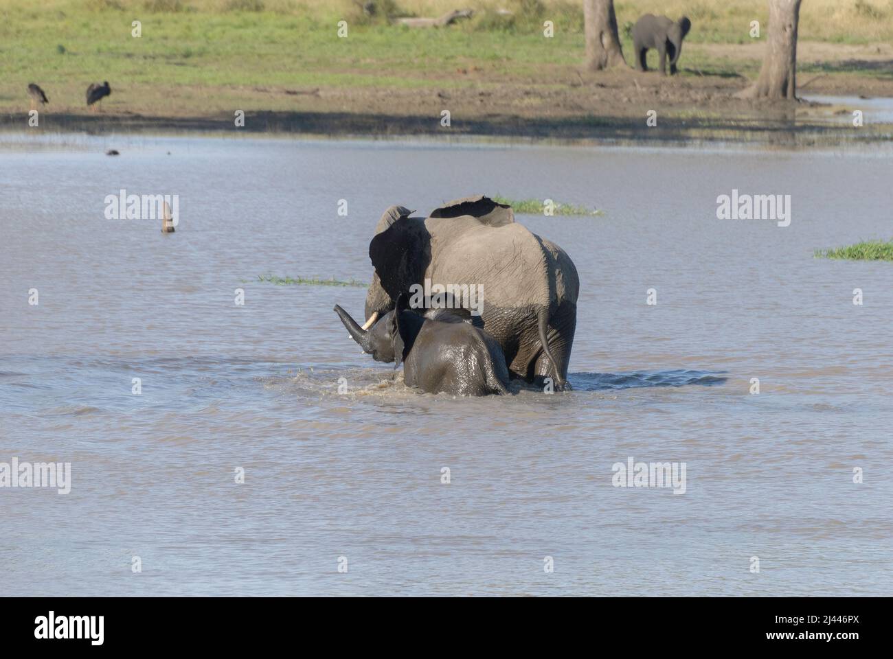A mother elephant and her baby crossing the river in Kruger National ...