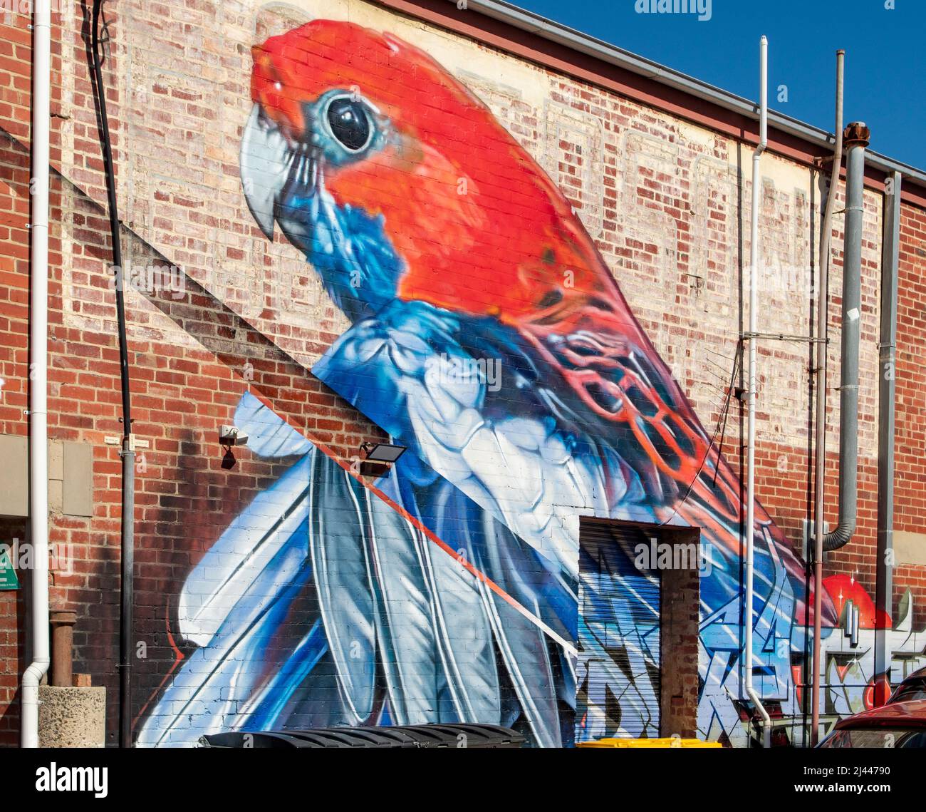 Crimson Rosella Street Art, Frankston, Victoria, Australia Stock Photo