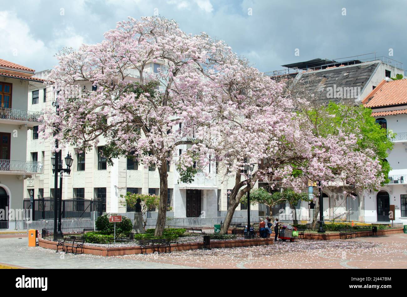 View of the surroundings of Cathedral Plaza with an impressive tree in full bloom Stock Photo
