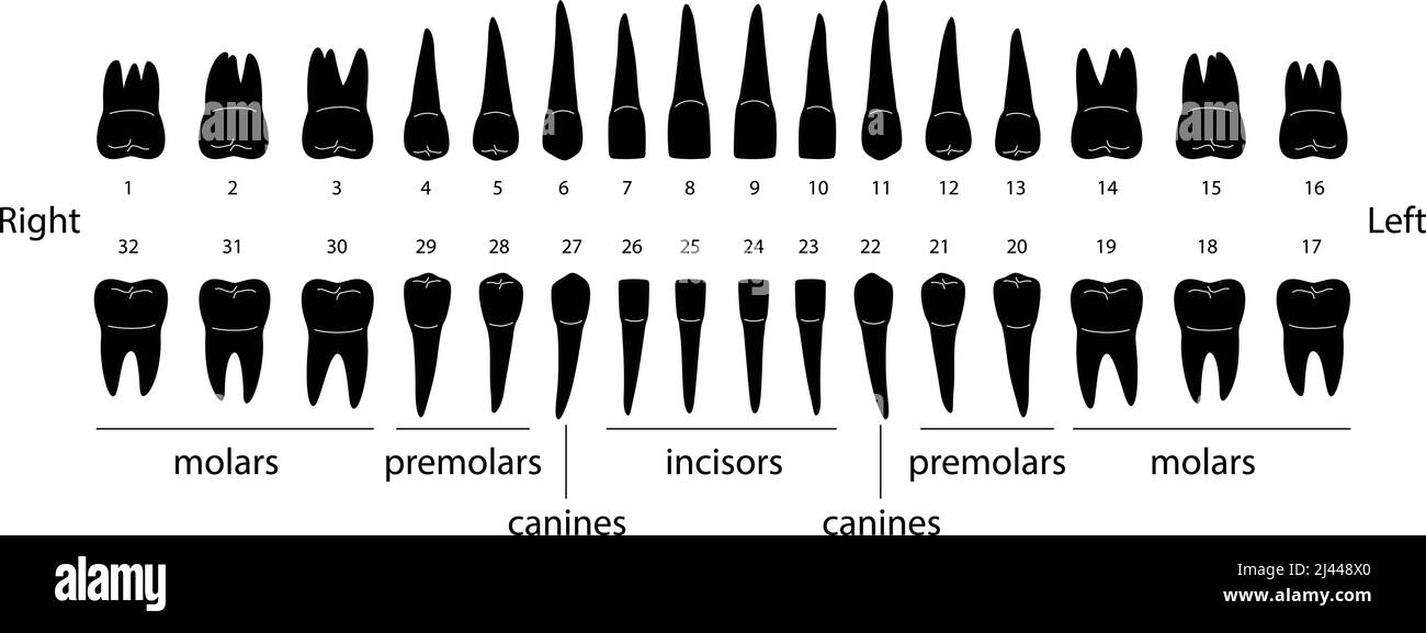 The chart of human teeth, vector illustration Stock Vector