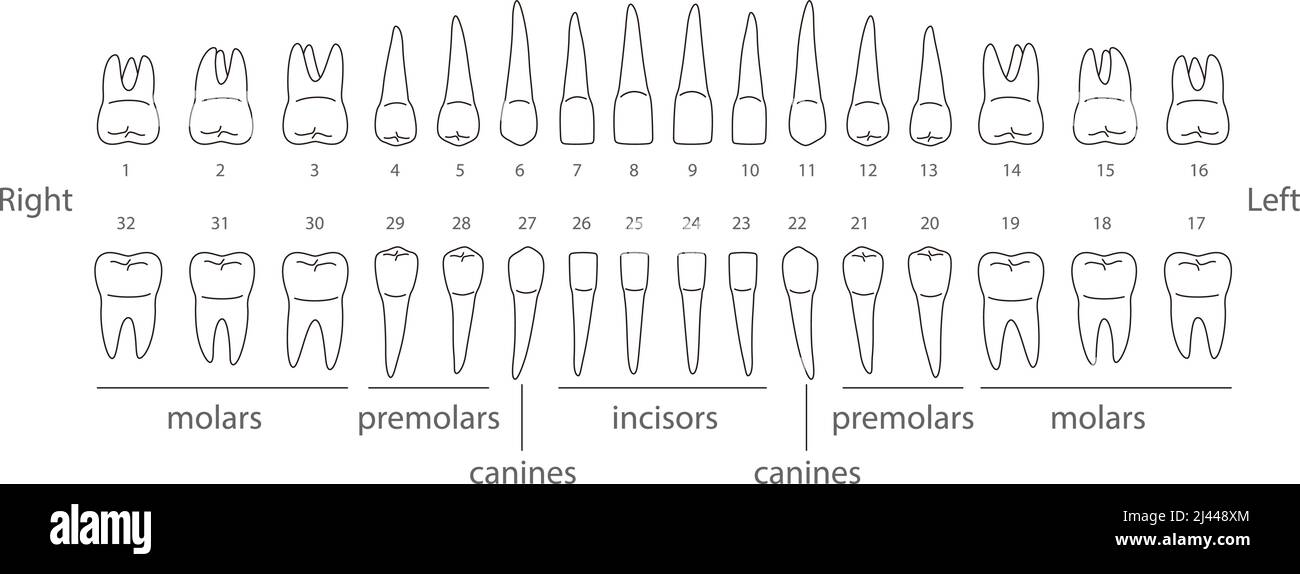 The chart of human teeth, vector illustration Stock Vector