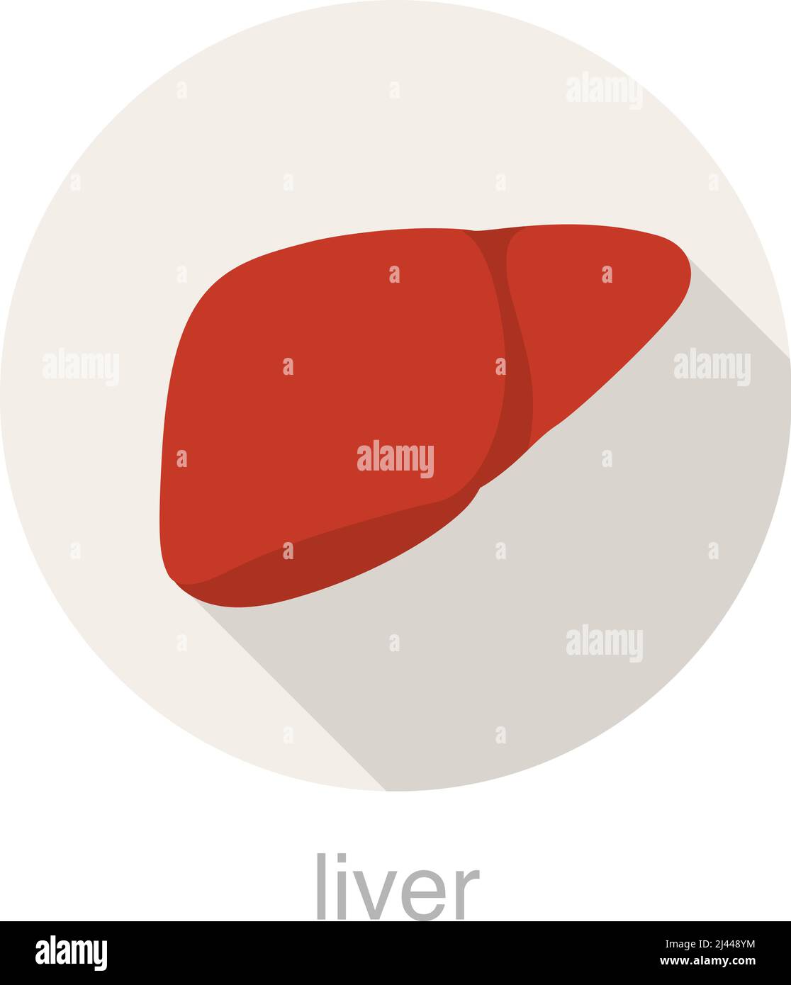 Human liver icon vector vectors hi-res stock photography and images - Alamy