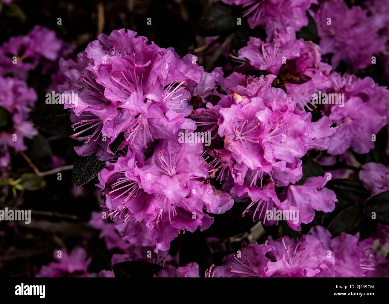 Dramatic pink azalea blossoms after a spring shower Stock Photo
