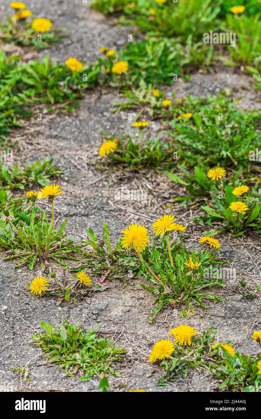 old asphalt footpath in the garden with blooming yellow dandelions Stock Photo