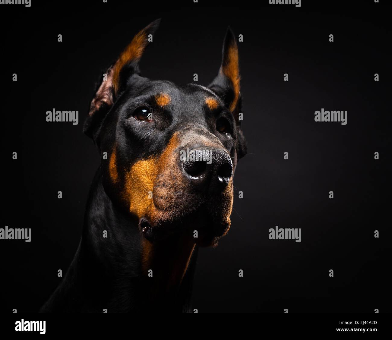 Portrait of a Doberman dog on an isolated black background. Studio shot, close-up. Stock Photo