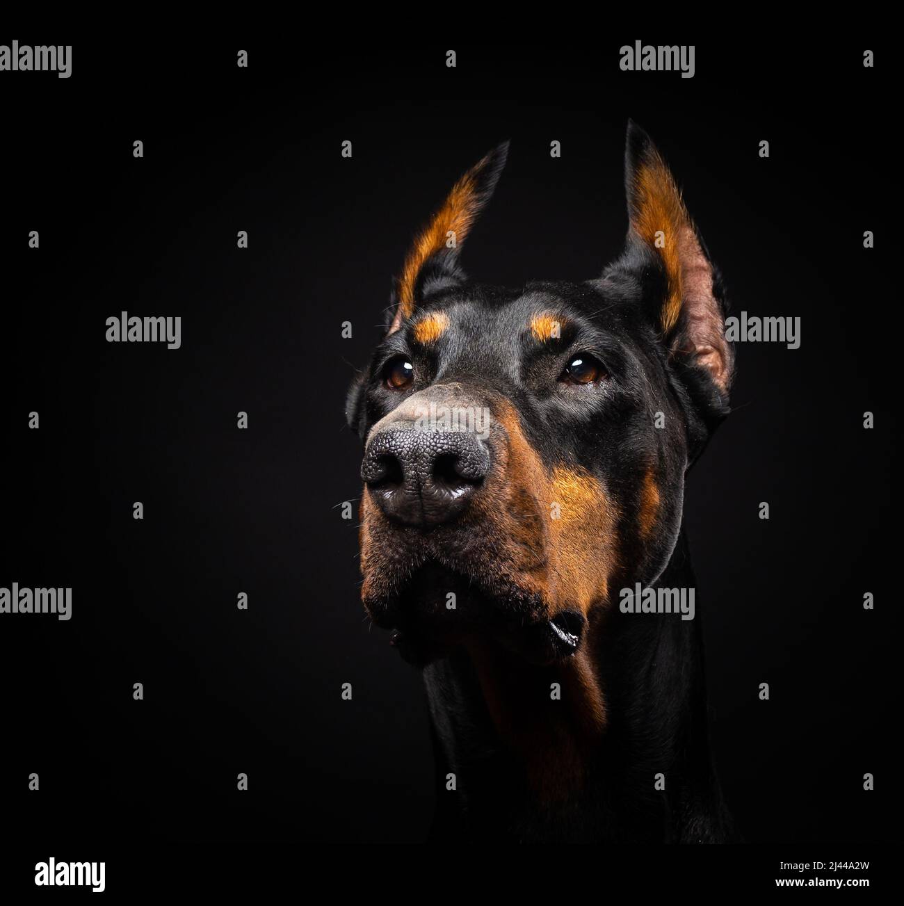 Portrait of a Doberman dog on an isolated black background. Studio shot, close-up. Stock Photo