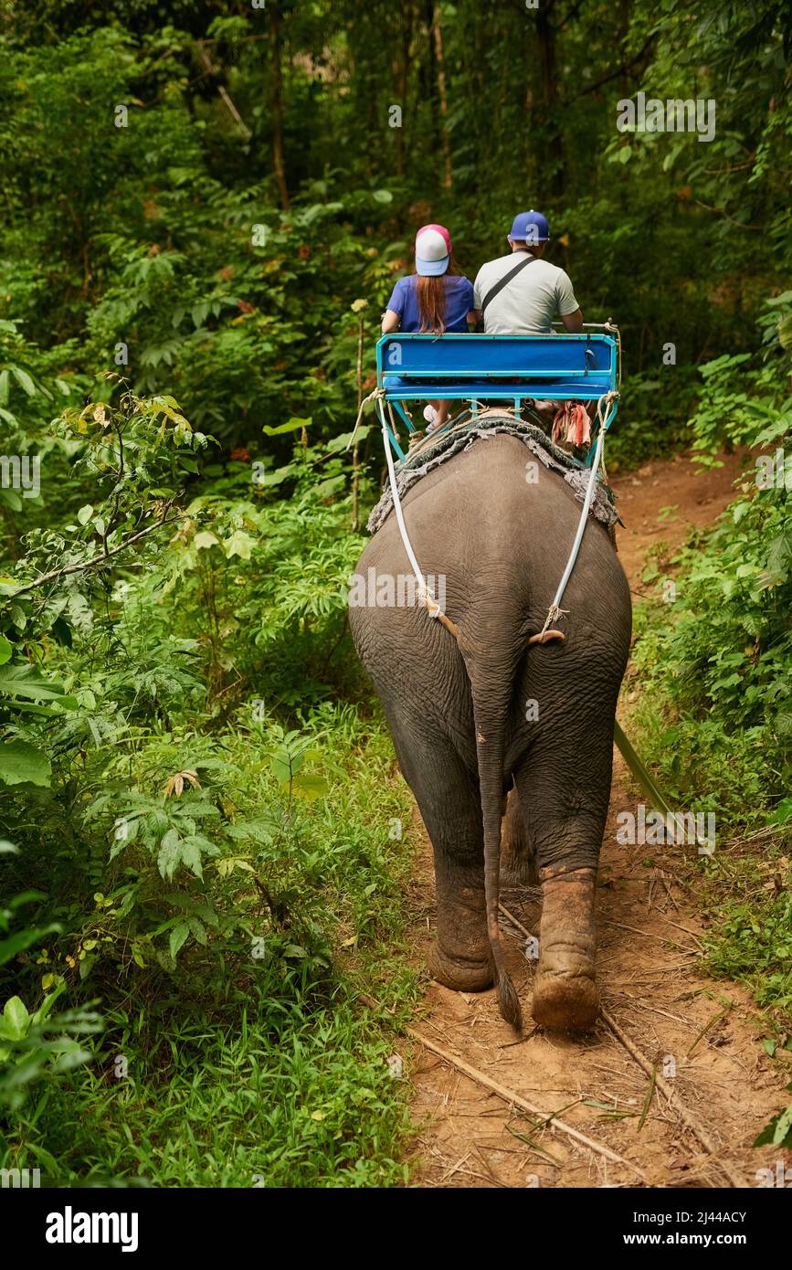 Seeing the jungle in a new way. Rearview shot of an elephant with a group of tourists riding on its back. Stock Photo