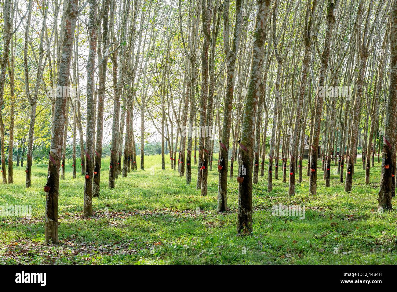 Rubber trees with latex cups on the farm Stock Photo Alamy