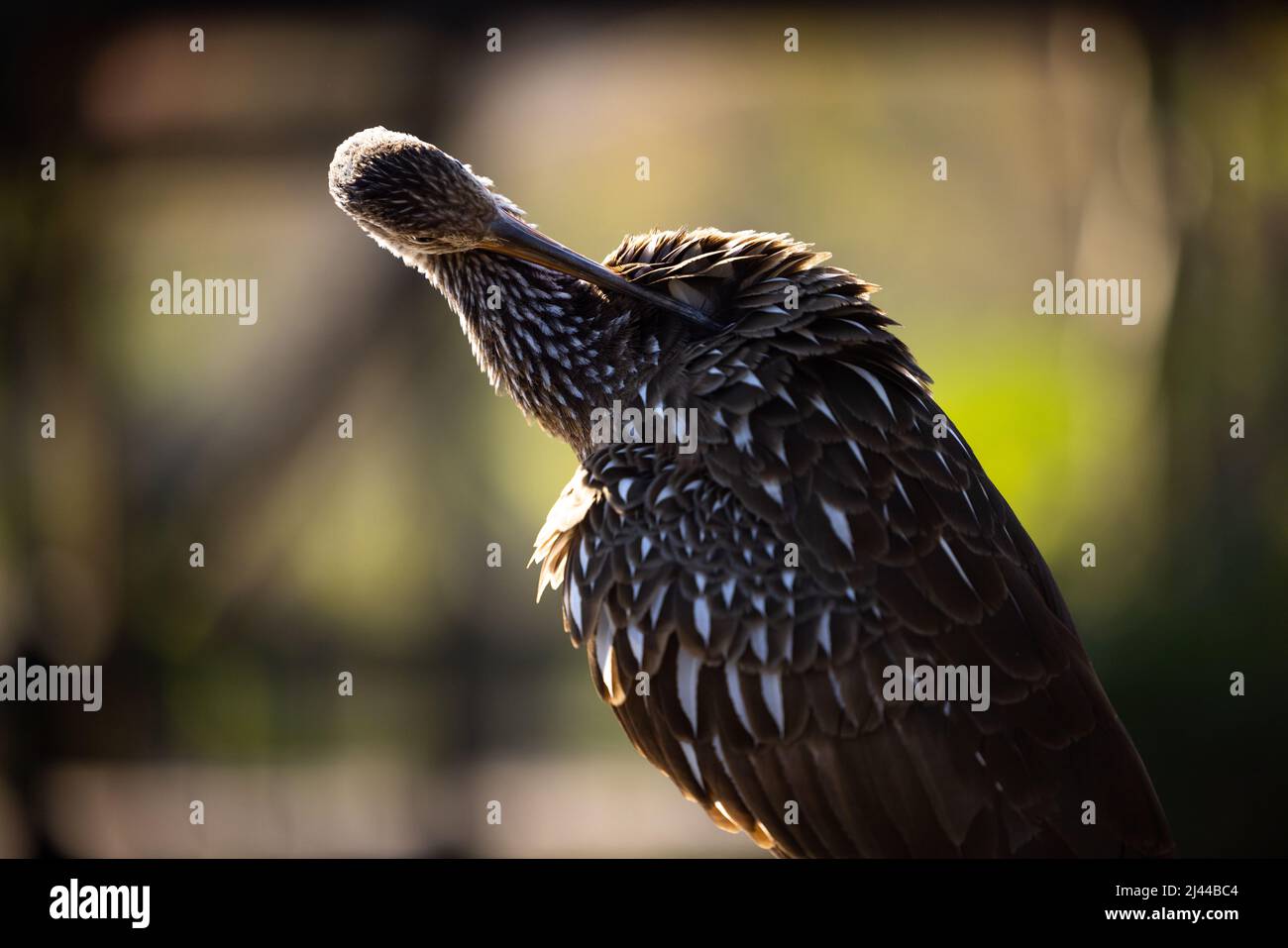 Bird with twisted Stock Photo