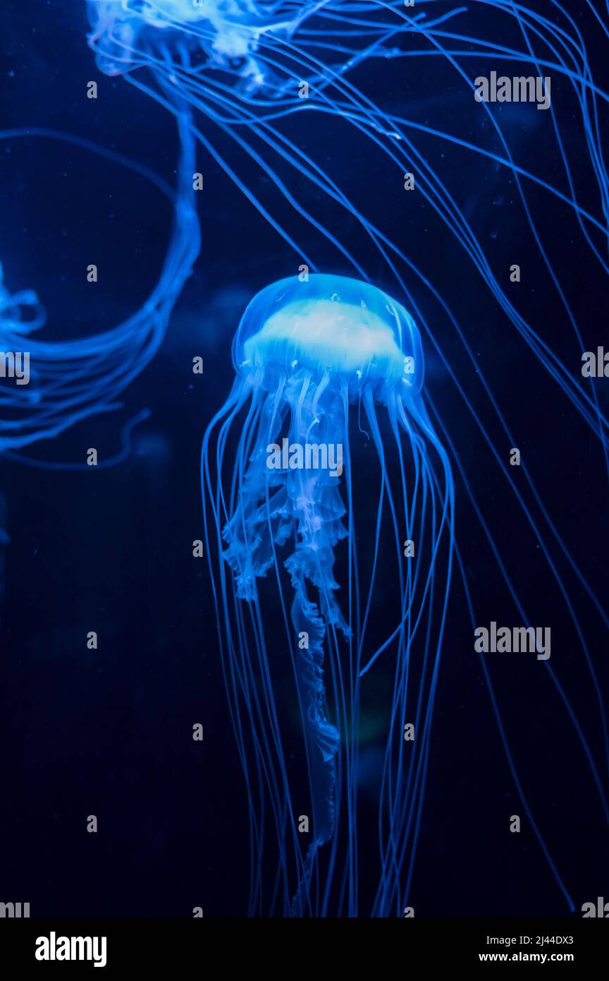 Sanderia malayensis jellyfish family Pelagiidae, native to tropical Indo-Pacific close up Stock Photo